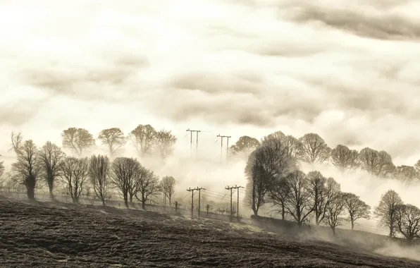 Картинка поле, деревья, туман