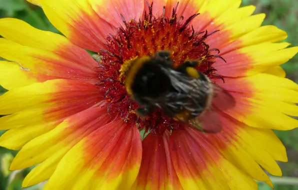 Картинка flower, bumblebee, hana, by ho4hoj