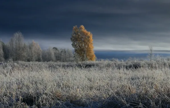 Картинка зима, поле, туман, дерево