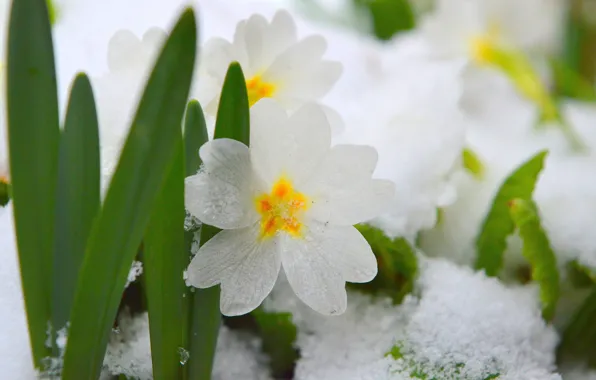 Картинка Снег, Snow, Белые цветы, White flowers