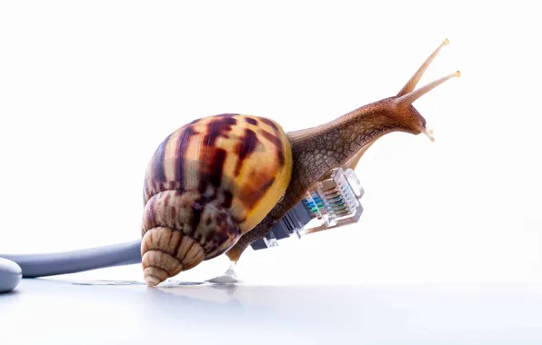 Картинка internet, speed, snail