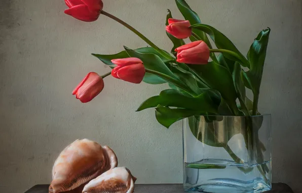 Картинка цветы, раковина, ракушка, тюльпаны, ваза, натюрморт