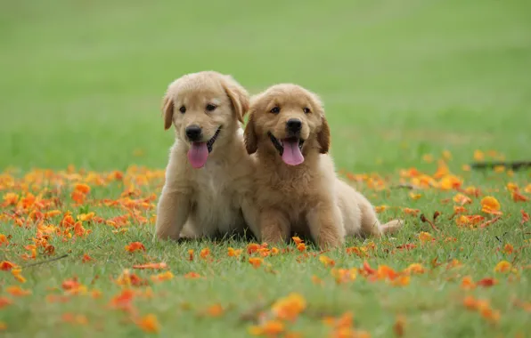 Картинка трава, цветы, парк, милый, щенок, golden, happy, лужайка, puppy, dog, park, ретривер, cute, retriever