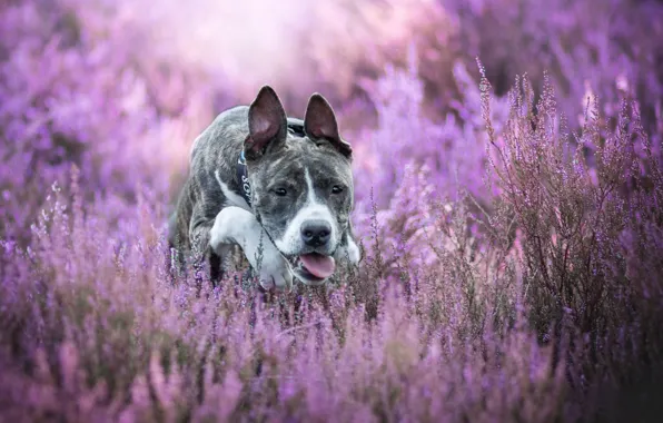 Картинка собака, боке, вереск, Американский стаффордширский терьер