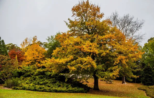 Картинка осень, листья, деревья, парк, желтые, Австралия, столик, лавочки, Mount Lofty Botanic Garden