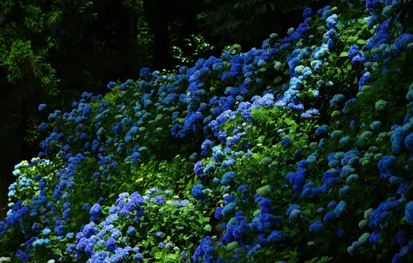 Картинка зелень, листья, цветы, природа, темный фон, куст, сад, синяя, цветение, пышный, голубая, соцветия, цветущая, гортензия, …