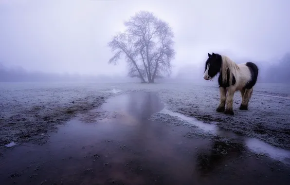 Картинка поле, туман, конь