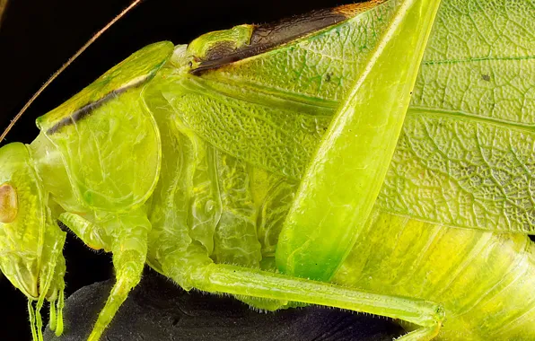Картинка крылья, голова, насекомое, кузнечик зелёный