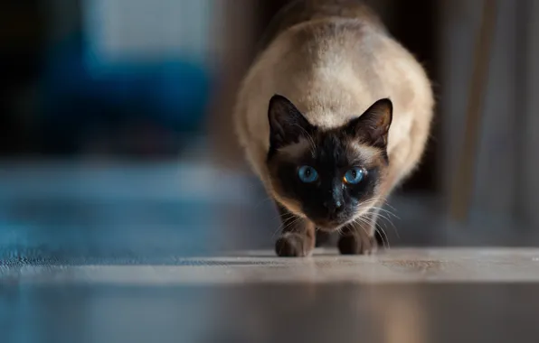 Картинка кошка, взгляд, голубые глаза, боке, Сиамская кошка