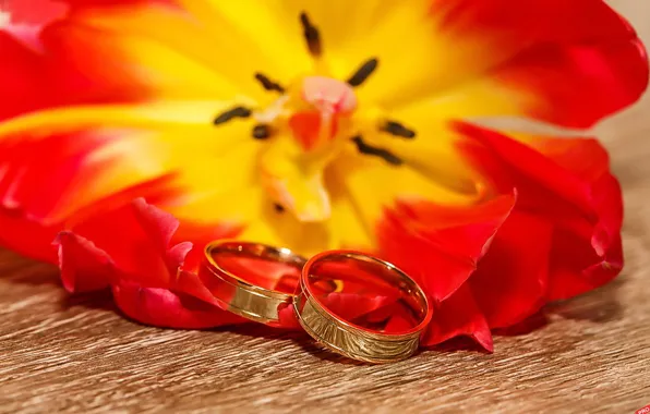 Картинка цветок, праздник, свадьба, обручальные кольца
