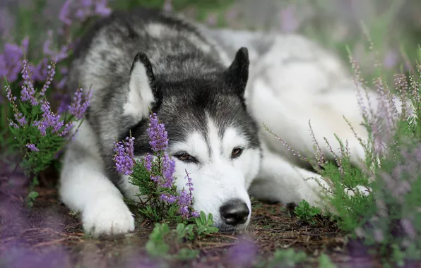 Картинка собака, вереск, Сибирский Хаски
