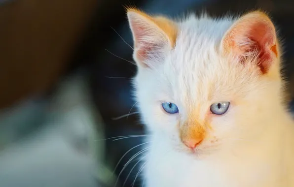 Картинка кошка, взгляд, мордочка, голубые глаза, котейка