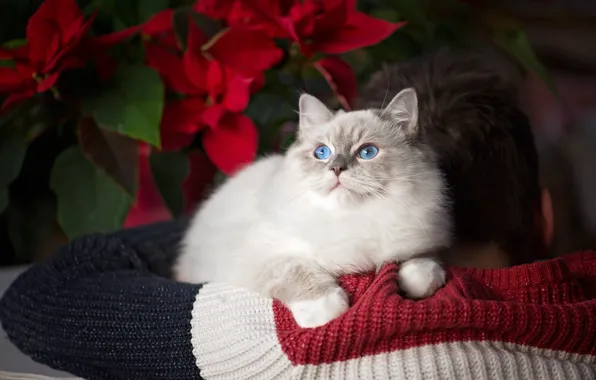 Картинка кот, парень, свитер, Koc Pol Cat