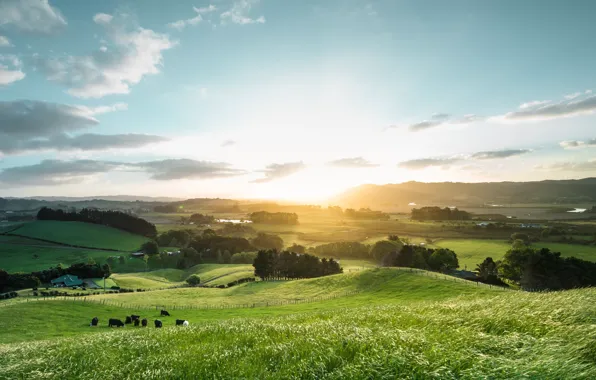 Картинка лето, небо, свет, поля, коровы, Новая Зеландия