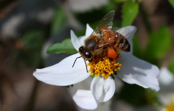 Картинка цветок, пчела, лепестки