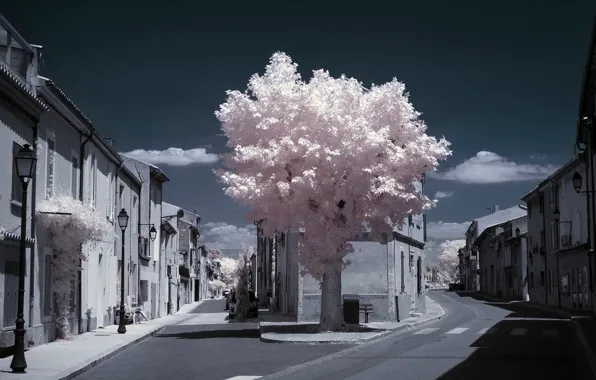 Картинка дерево, Франция, дома, перекресток, Прованс, инфракрасный снимок, Шарлеваль