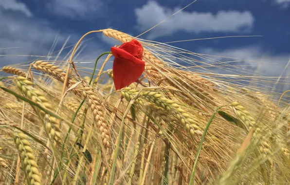 Картинка пшеница, поле, цветок, мак, колосья