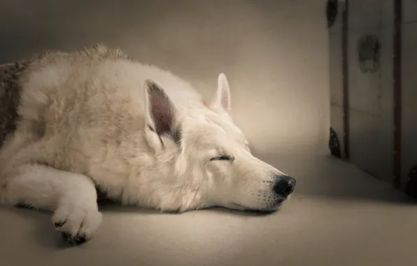 Картинка сон, собака, спящая собака
