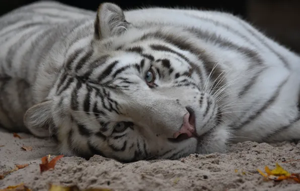 Картинка кошка, белый, тигр, животное, отдых, лежит