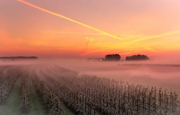 Картинка закат, туман, виноградник