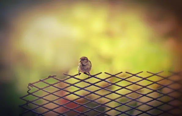 Картинка фон, забор, птичка