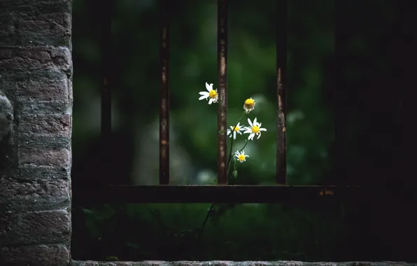 Картинка цветы, забор, ромашки