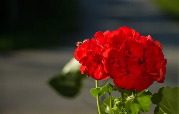 Картинка Боке, Bokeh, Герань, Red flowers, Geranium