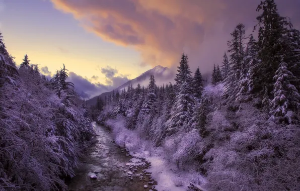Картинка зима, лес, закат, река