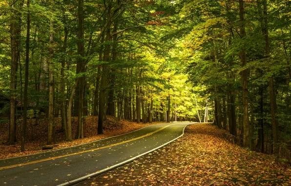 Картинка дорога, осень, лес, листья, деревья, штат Нью-Йорк, Государственный Парк Летчворт, Letchworth State Park, State of …