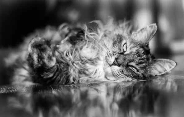 Картинка кошка, взгляд, шерсть, лежит