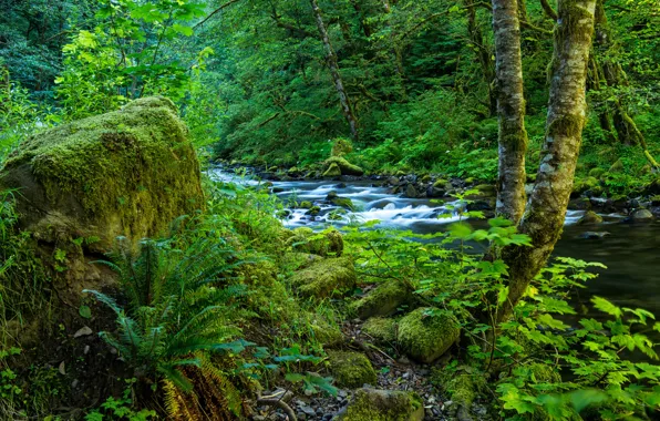 Картинка зелень, лес, трава, деревья, ветки, ручей, камни, мох, США, кусты, Oregon, Wahclella Falls