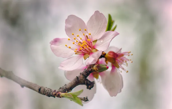 Картинка дерево, весна, цветение, цветки
