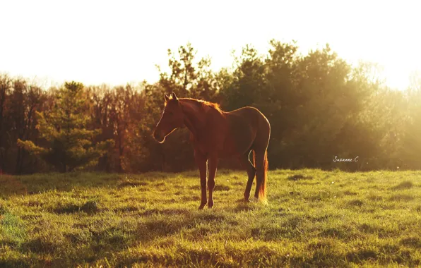 Картинка лето, солнце, свет, блики, конь, лошадь, утро, пастбище, луг, рыжий, дремлет