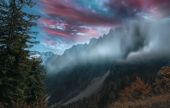 Картинка горы, туман, дерево, ель
