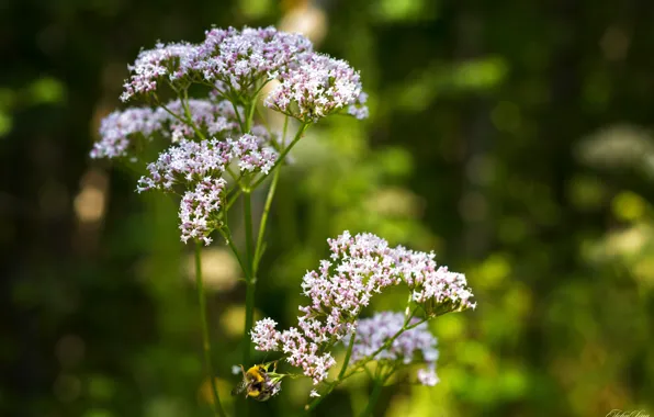 Картинка лето, трава, цветы, природа, зеленый, пчела, фон, настроение, обои, растение, насекомое, окружающая среда