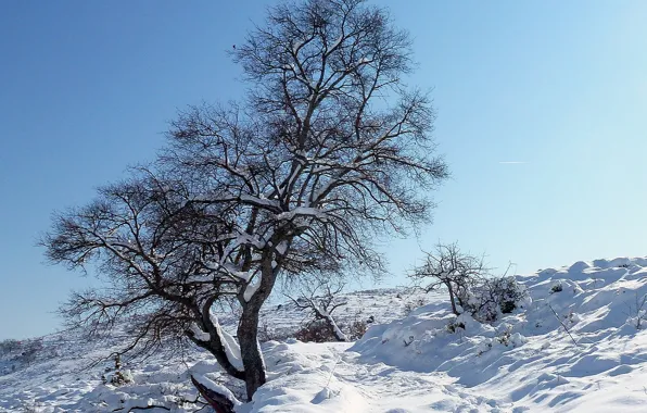 Картинка зима, снег, дерево, склон