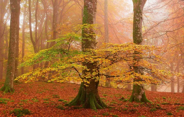 Картинка Деревья, Лес, Жёлтые листья