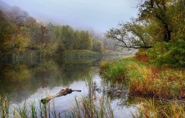 Картинка осень, озеро, растения