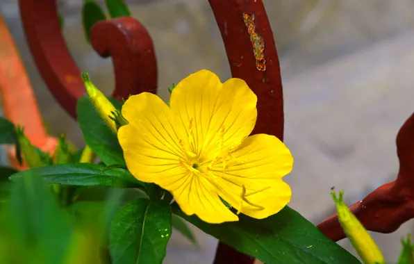Картинка Макро, Macro, Желтый цветок, Yellow flower