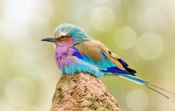 Картинка природа, птица, цвет, сиреневогрудая сизоворонка