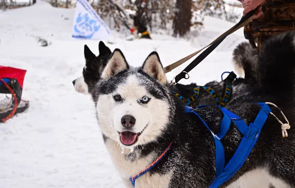 Картинка взгляд, друг, собака, sport, хаски, dog, snow, cute, husky, skijoring