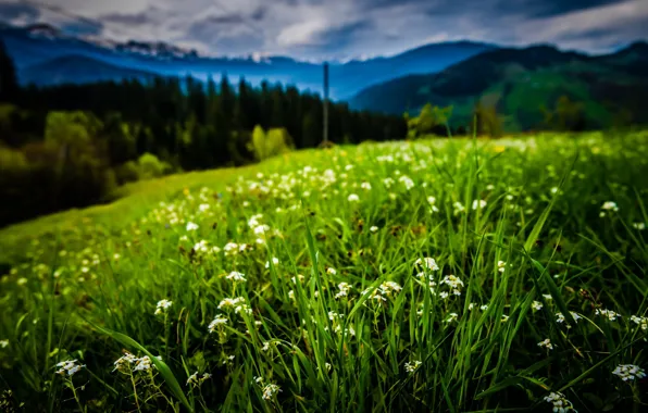 Картинка трава, цветы, горы, Cornelia Pavlyshyn
