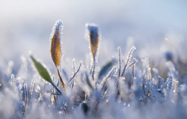 Картинка зима, иней, трава