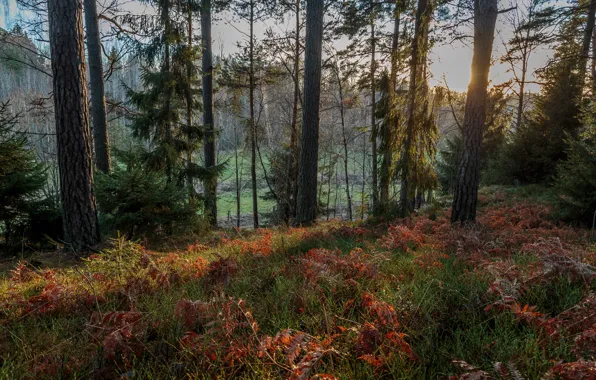 Картинка осень, лес, трава, солнце, деревья, Швеция