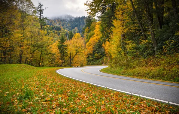 Картинка дорога, осень, лес, Tennessee, Теннесси, Great Smoky Mountains National Park, Национальный парк Грейт-Смоки-Маунтинс