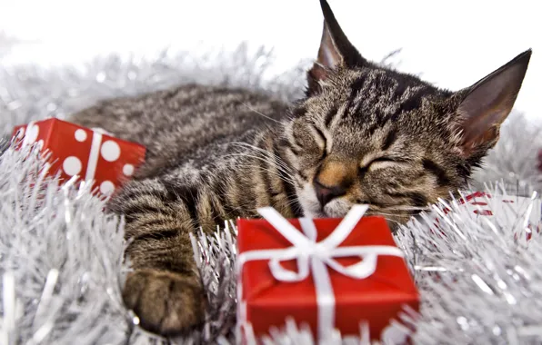 Картинка кот, праздник, новый год, рождество, спит, подарки, лежит, котёнок, мишура, коробки, боке