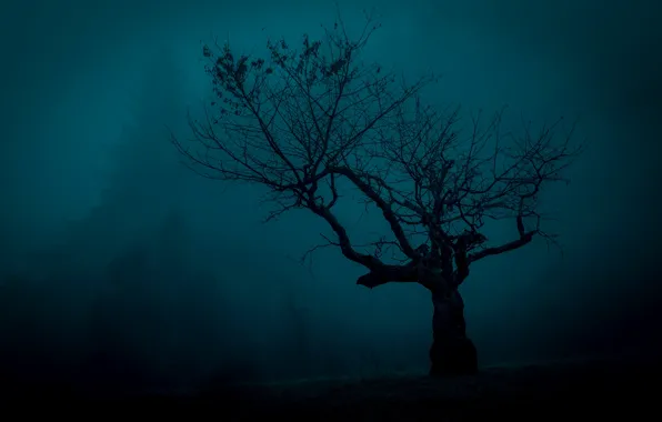 Картинка туман, дерево, мистика, силуэт