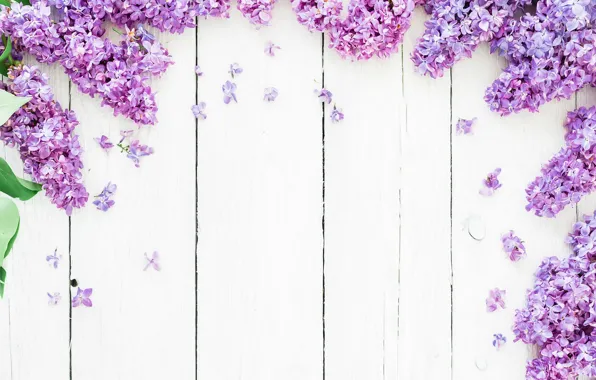 Картинка цветы, фон, весна, flowers, сирень, lilac