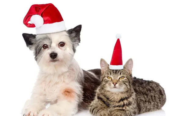 Картинка кошка, шапка, собака, Новый год, 2018