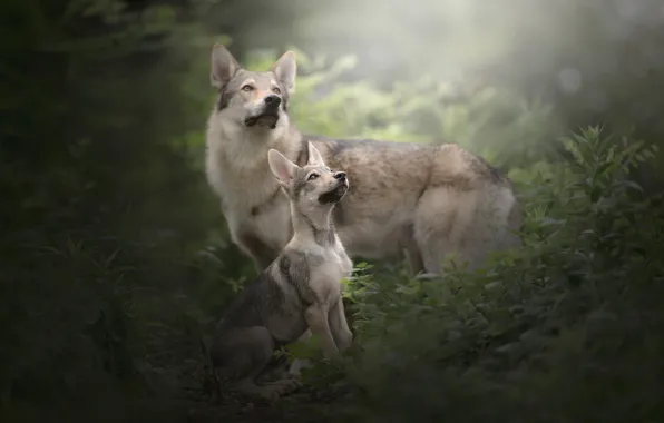 Картинка собаки, трава, щенок, Чехословацкий влчак, Чехословацкая волчья собака